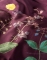 Essenza dekbedovertrek Augustina mauve wine detail 