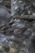 Kardol dekbedovertrek Decorum grey green detail 